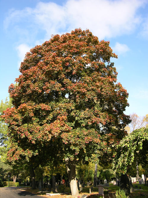 acer platanoides 24