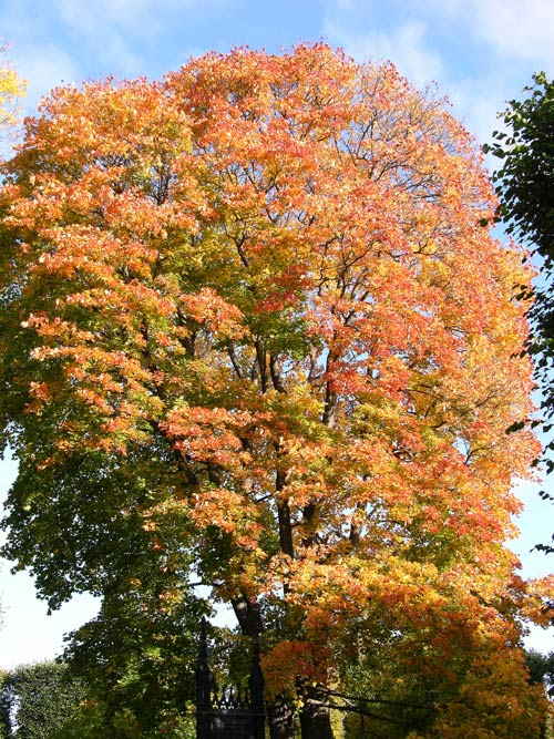 acer platanoides 25