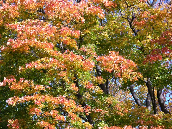 acer platanoides 26