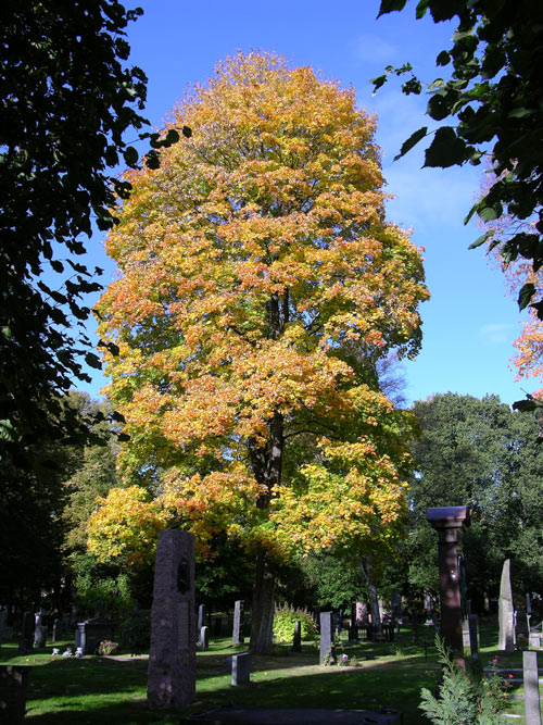 acer platanoides 27