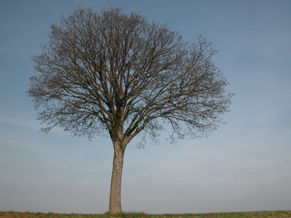 acer pseudoplatanus 02