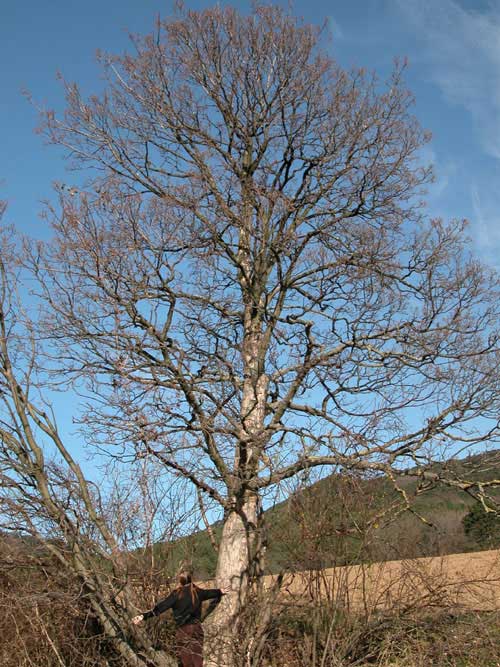 acer pseudoplatanus 03