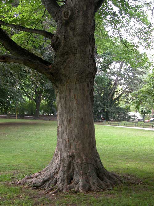 acer pseudoplatanus 04