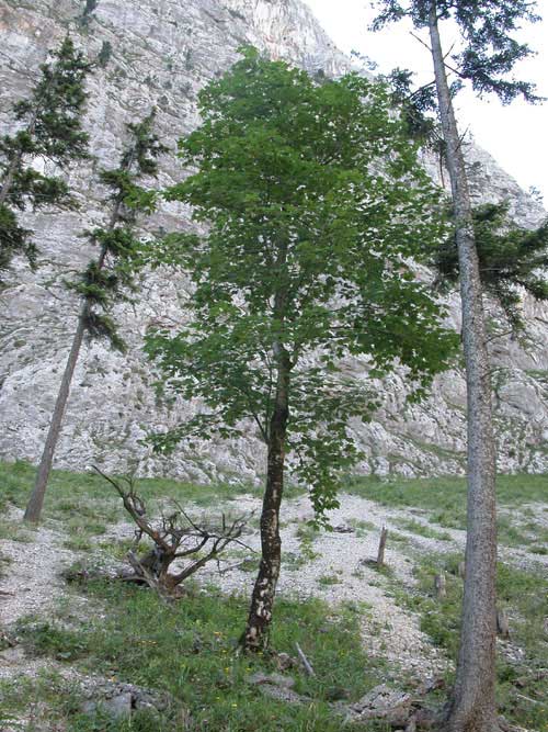 acer pseudoplatanus 05