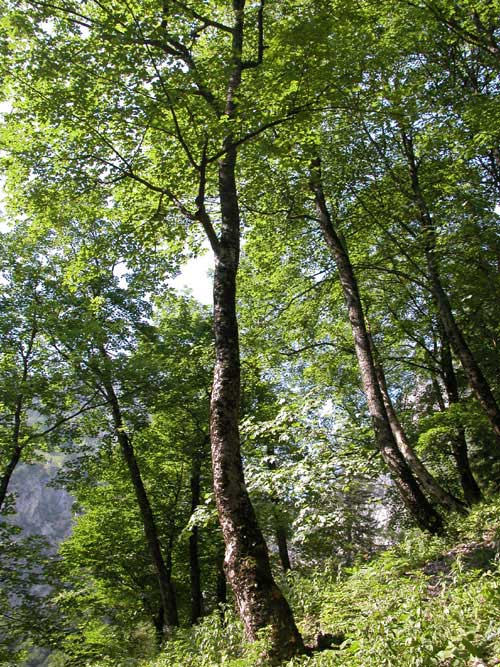 acer pseudoplatanus 06