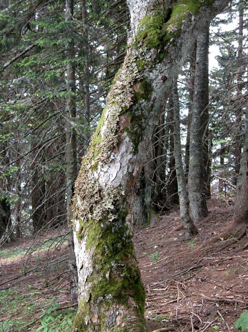 acer pseudoplatanus 07
