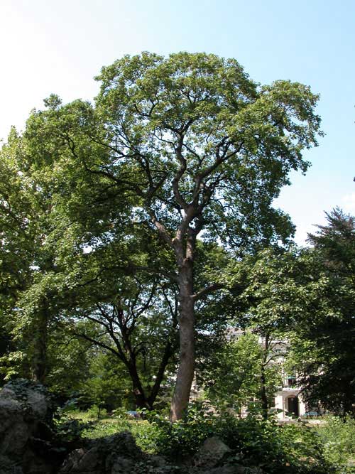 acer pseudoplatanus 08