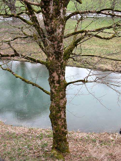 acer pseudoplatanus 09