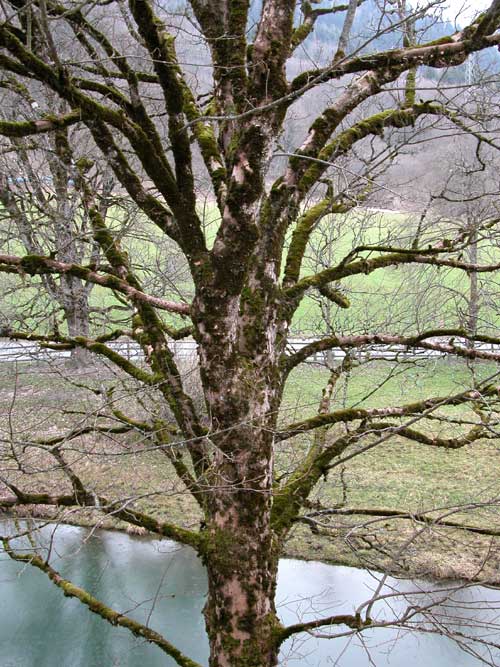 acer pseudoplatanus 10