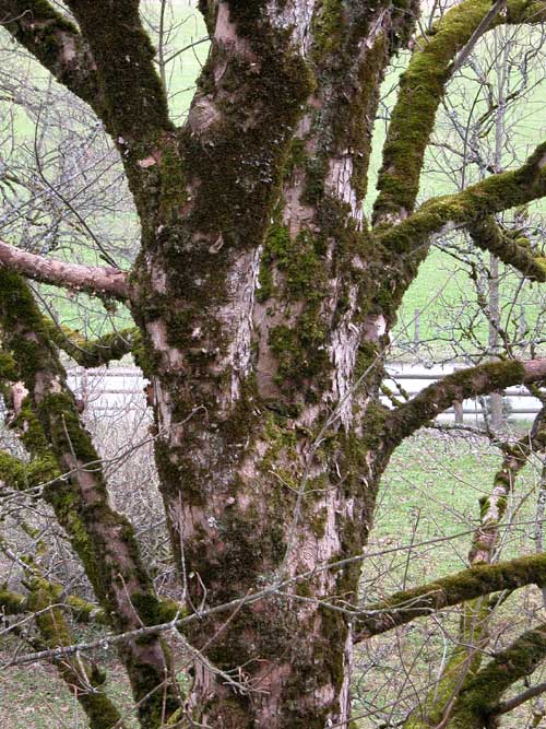 acer pseudoplatanus 11