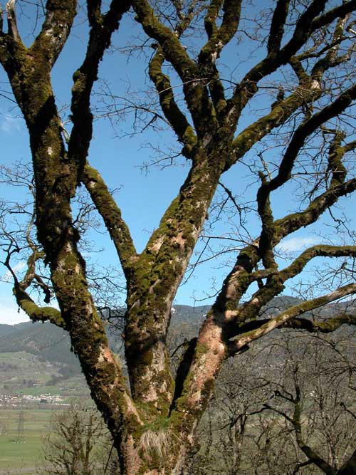 acer pseudoplatanus 14