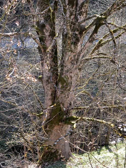 acer pseudoplatanus 15