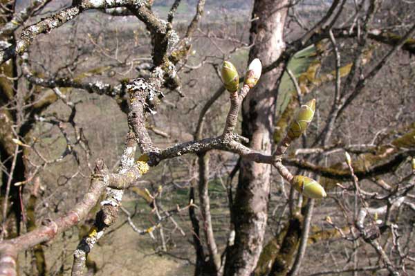 acer pseudoplatanus 16