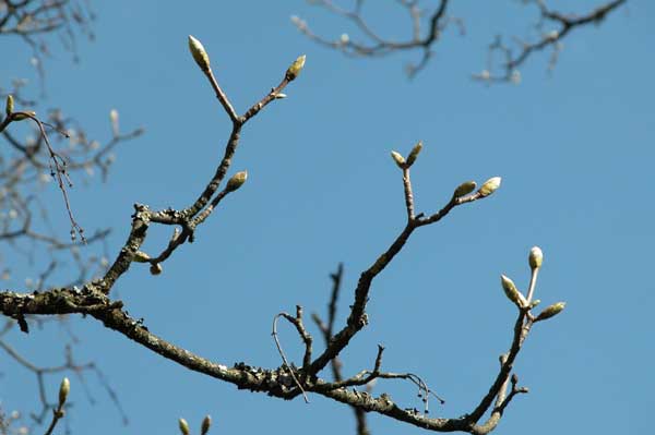 acer pseudoplatanus 17
