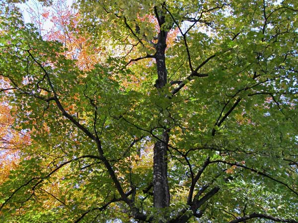 acer pseudoplatanus 19