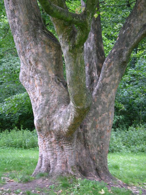 acer pseudoplatanus 20