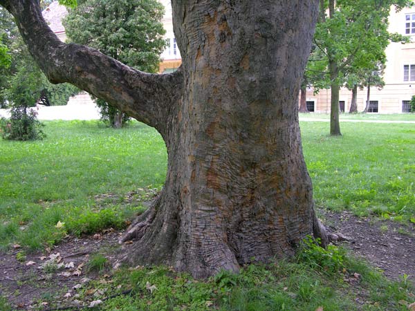 acer pseudoplatanus 21