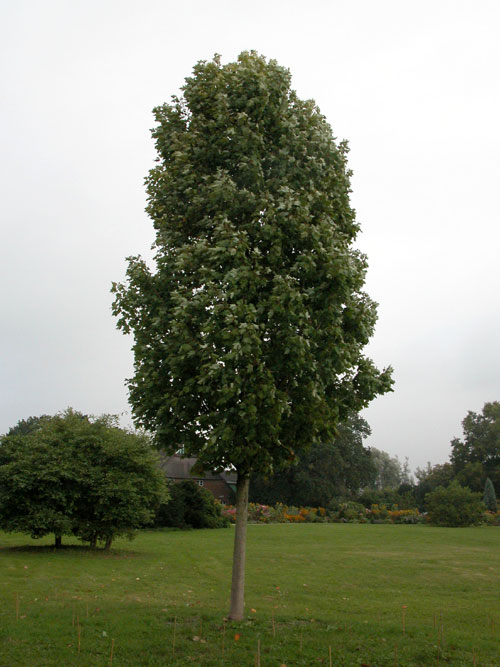 acer rubrum scanlon 01