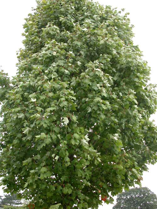 acer rubrum scanlon 02