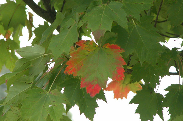 acer rubrum scanlon 03