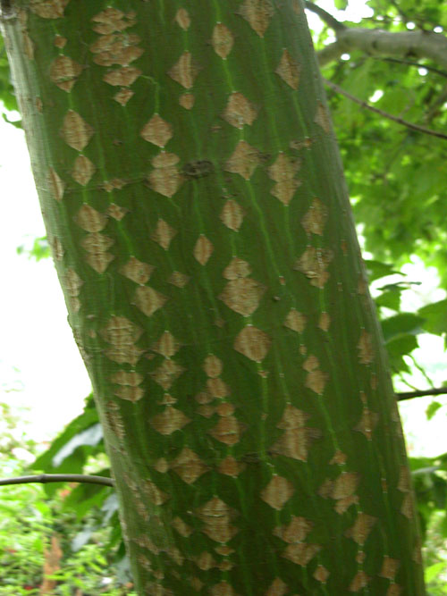 acer rufinerve 01
