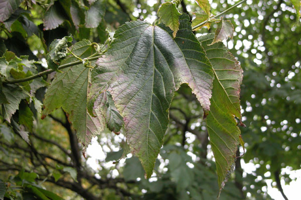 acer rufinerve 03