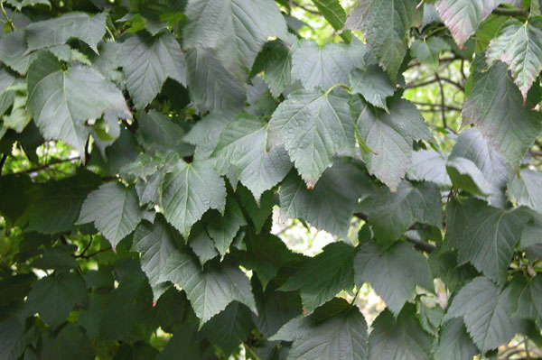 acer rufinerve 04