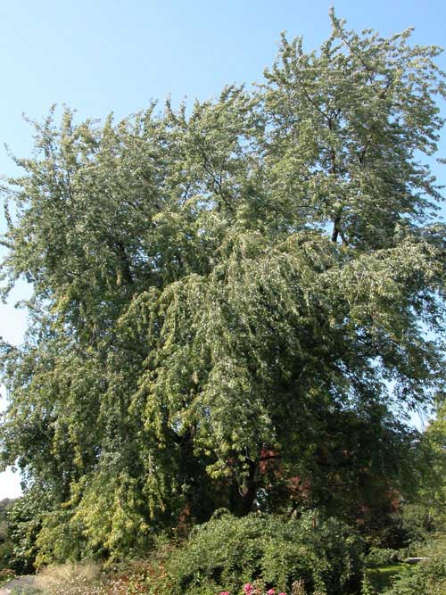 acer saccharinum 03