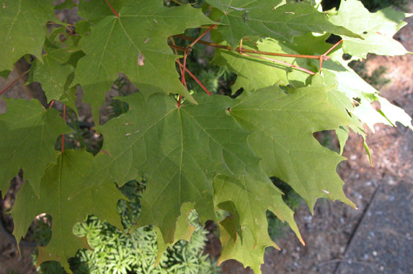 acer saccharum 01