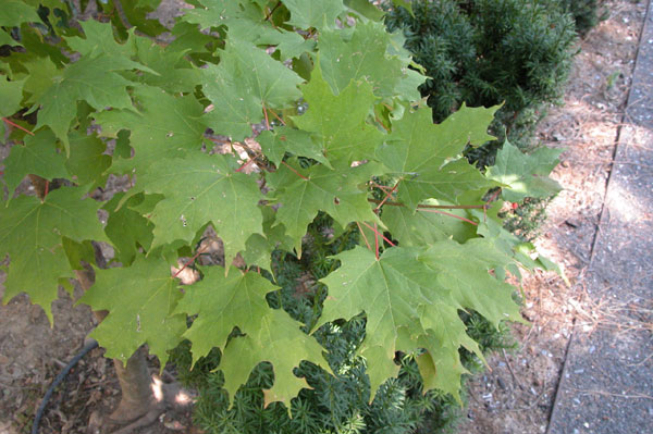 acer saccharum 02