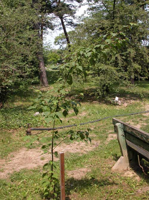 acer stachyophyllum 01