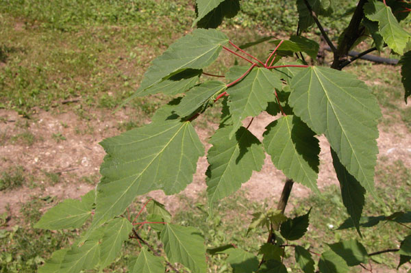 acer stachyophyllum 02