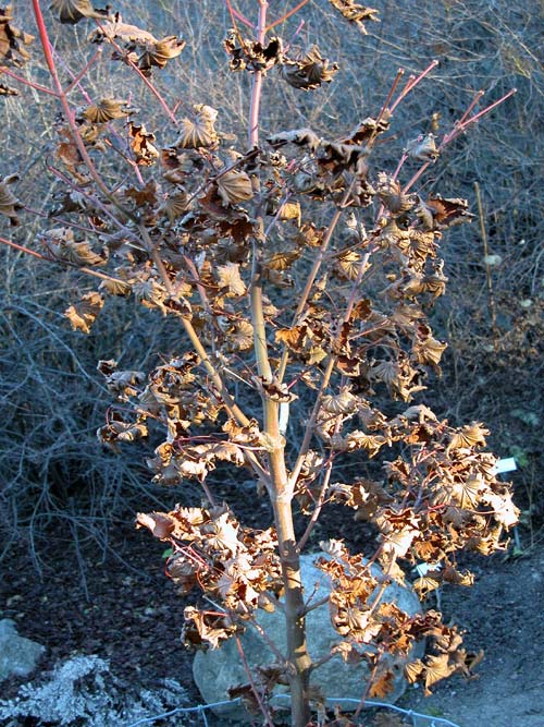 acer takesimense 01