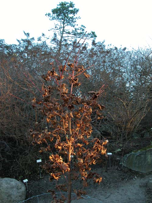 acer takesimense 02