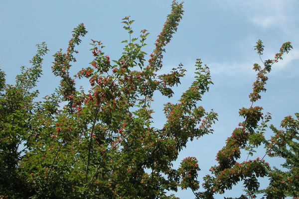 acer tataricum 01
