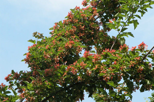 acer tataricum 02