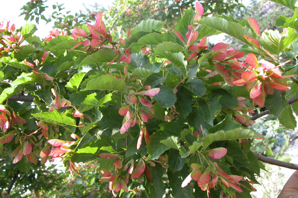acer tataricum 03