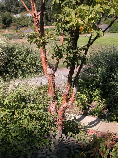 acer triflorum 01