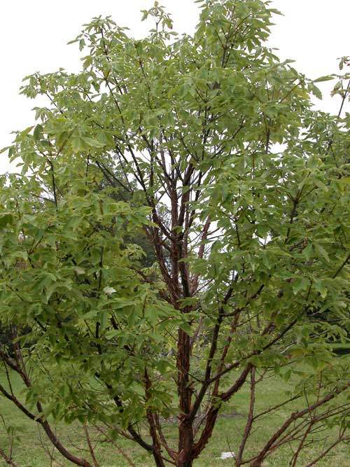 acer triflorum 02