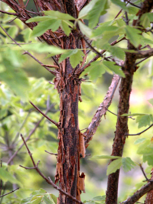 acer triflorum 03