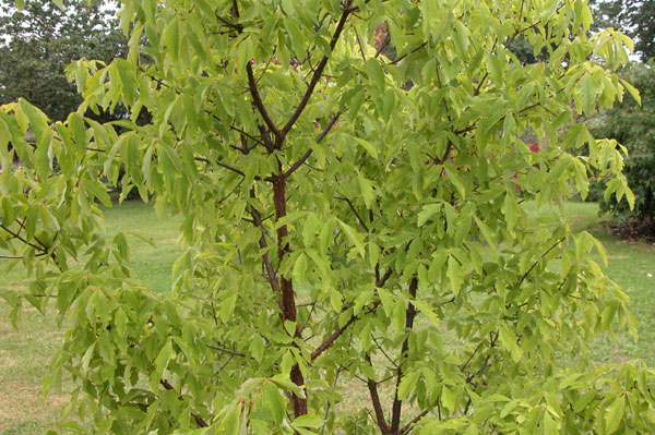 acer triflorum 04