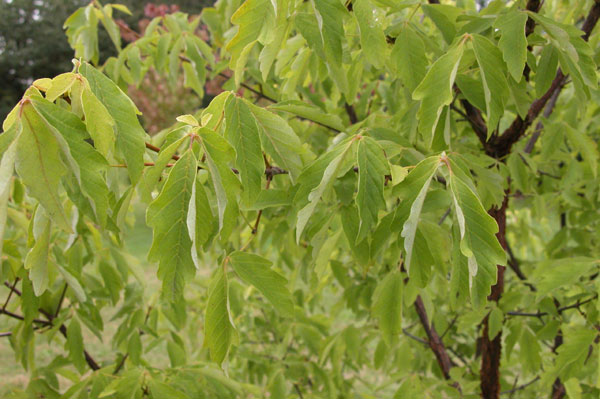 acer triflorum 05