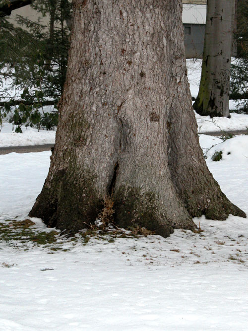 aesculus hippocastanum 14