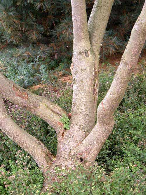 albizia julibrissin 01