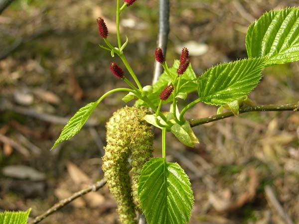 alnus maximowiczii 2