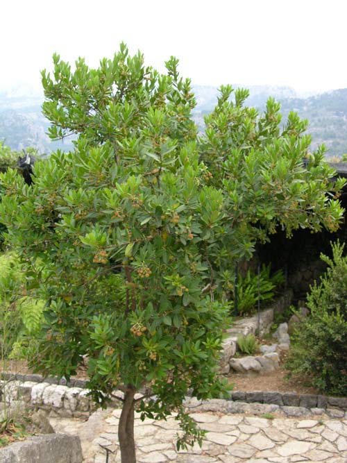 arbutus unedo 01