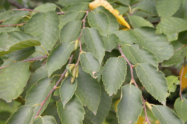 betula alleghaniensis 04