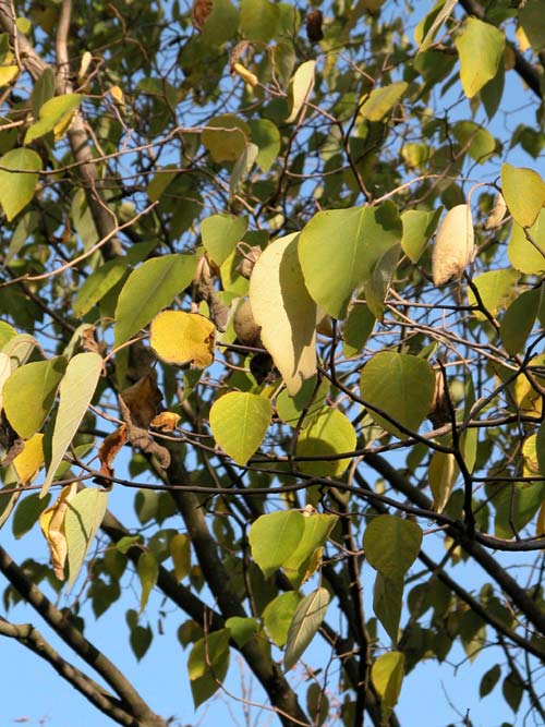 broussonetia papyrifera 06