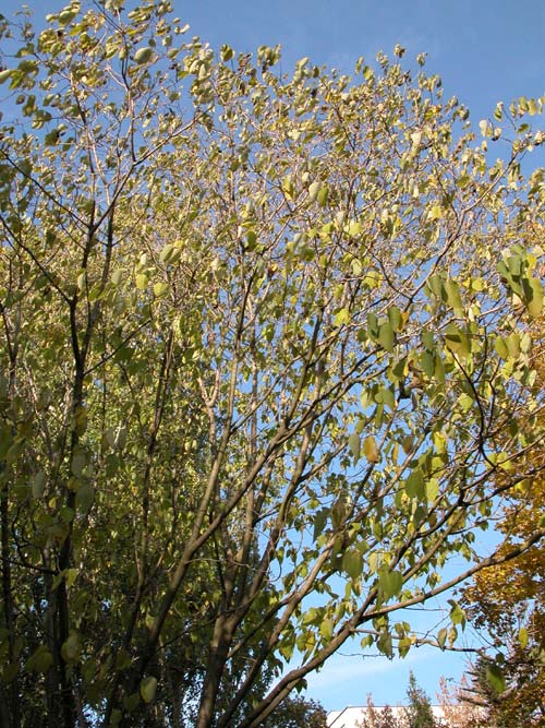 broussonetia papyrifera 08