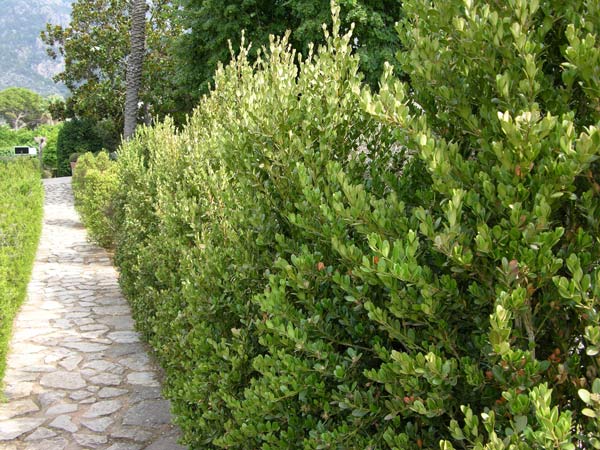 buxus balearica 01